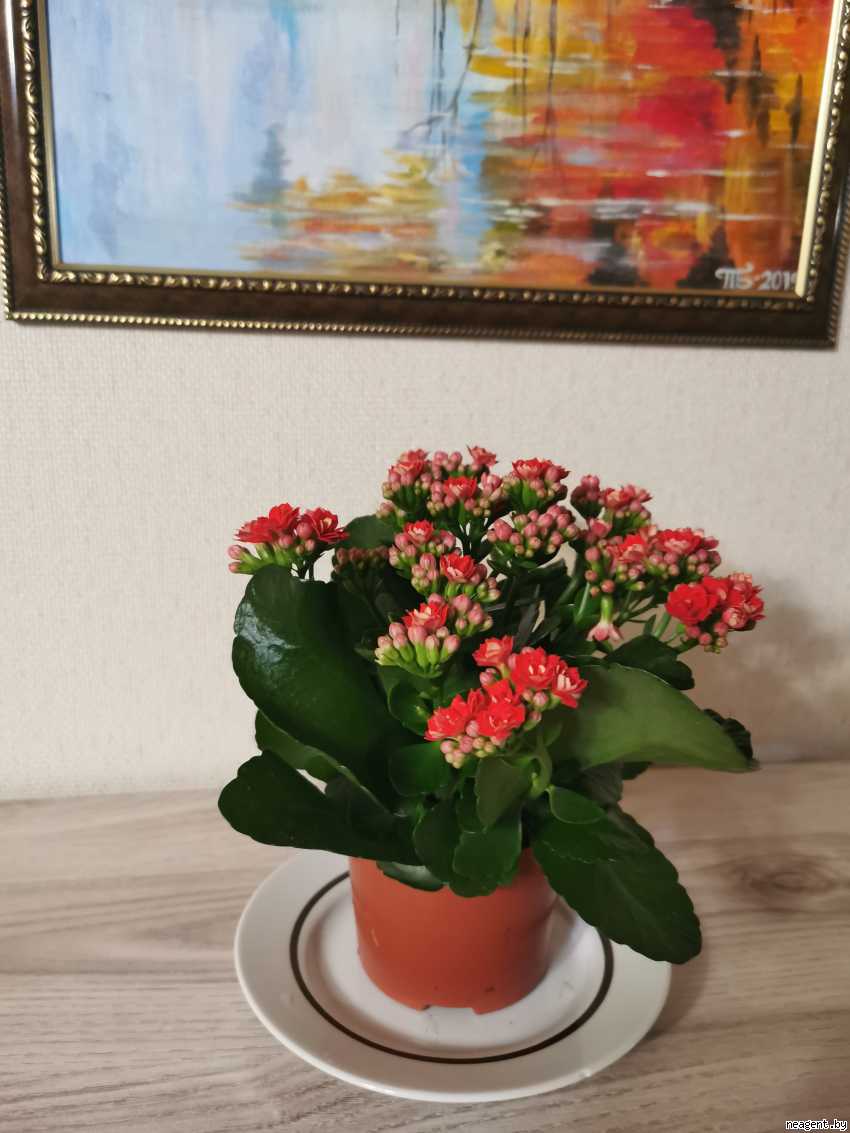 Комната, Ул. Лобанка, 109/-, 420 рублей: фото 1