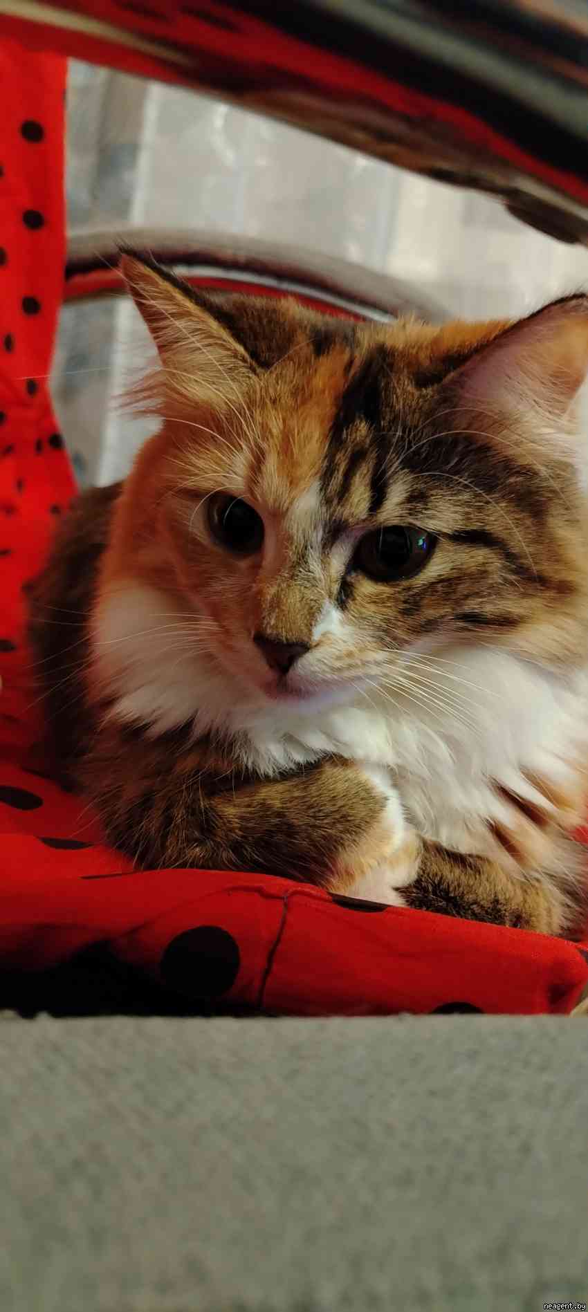 Поиск квартиры, , 1000 рублей: фото 1