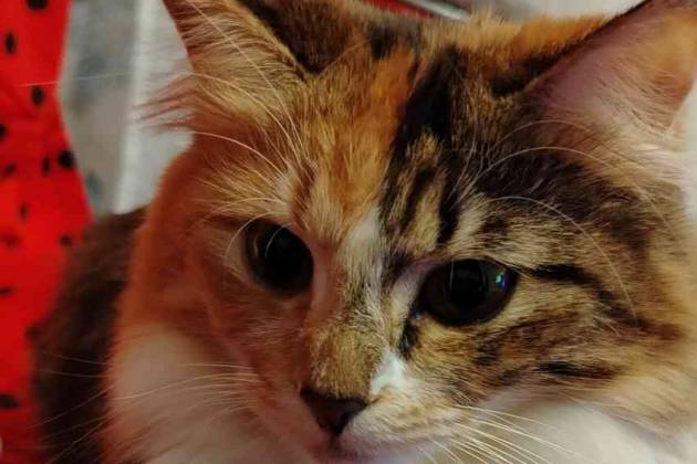 Поиск квартиры за 1000 р.