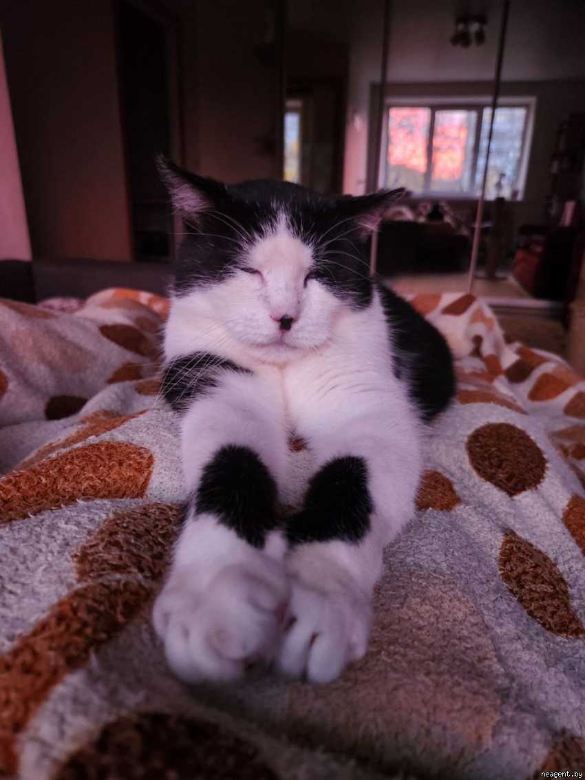 Поиск квартиры, , 900 рублей: фото 1