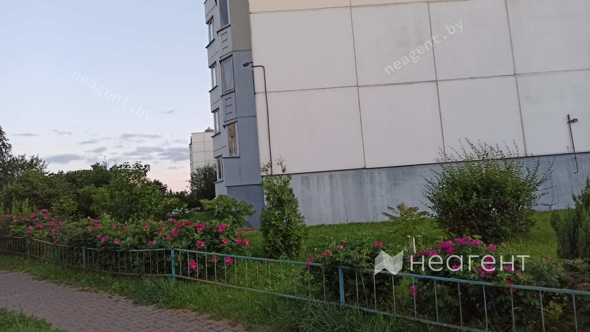 ул. Алеся Гаруна, дом 23, кусты шиповника у дома 